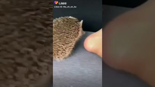 Еж укусил за ногу! смотреть онлайн