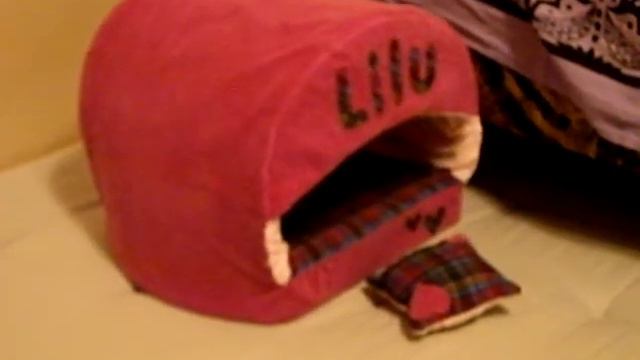 Чихуахуа Лилу Даллас в своем домике смотреть онлайн