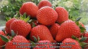 Клубника Сан Андреас