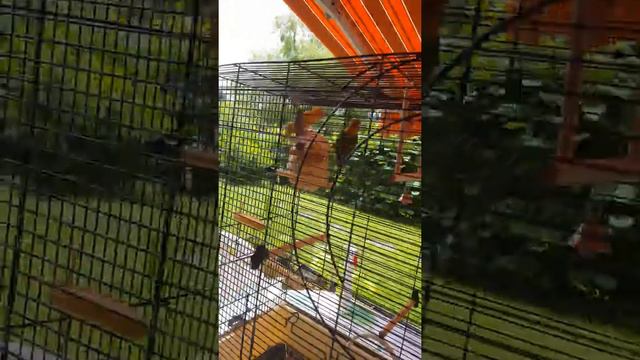 Agaporni Kiwi e Luna смотреть онлайн