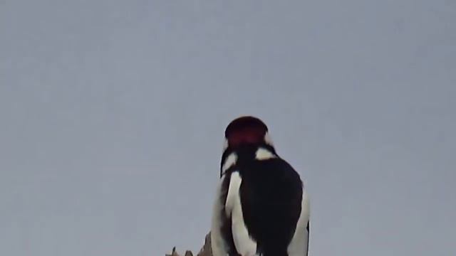 Дятел сибирский. Уникальное видео смотреть онлайн