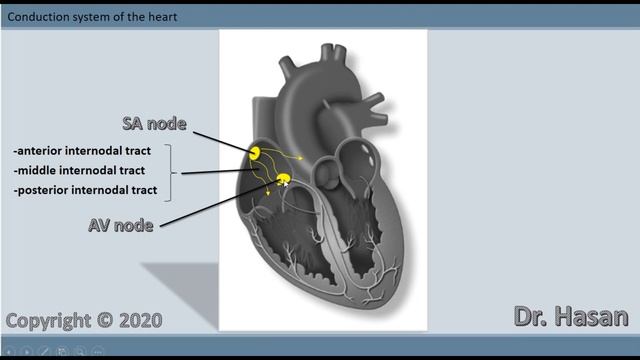 electrical conduction system of the heart | SA node, AV node, bundle of HIS, Purkinje fibers смотреть онлайн