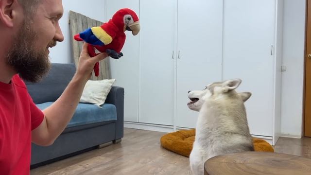 Husky Has Argument With Bird That Talks Back! Dogs and Cats VS Parrot смотреть онлайн