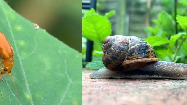 KidsBox_Level1_Unit8_CLIL_video