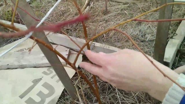 Обрезка и удобрение голубики весной смотреть онлайн
