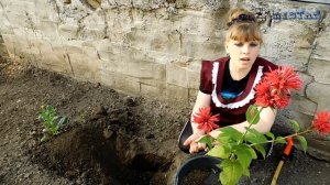 МОНАРДА посадка выращивание уход вредители болезни подкормка размножение монарды