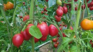 Томат сорта Де Барао розовый / Урожайный сорт с носиком