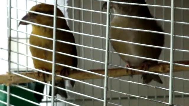 Клесты-еловики смотреть онлайн