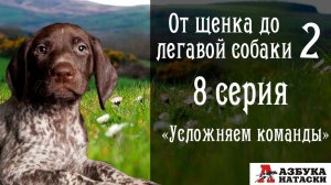 Вариации в занятиях с собакой.  Гасим возбуждение.