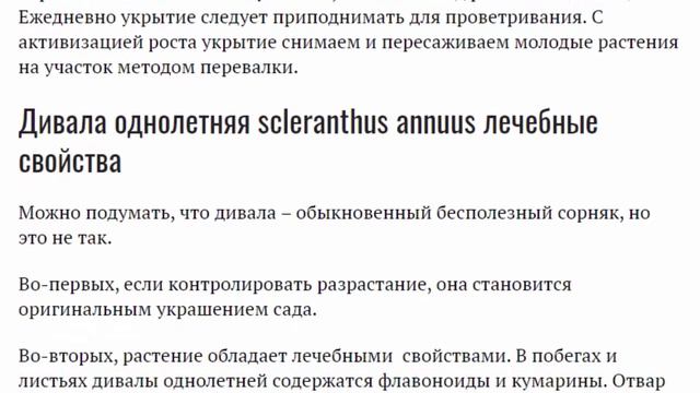 Дивала или склерантус Посадка и уход в открытом грунте Размножение Полезные свойства Фото видов