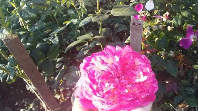 KORDES JUBILEE чайно -гибридная роза смотреть онлайн