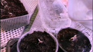 Секреты выращивания  магнолии из семян. Мой опыт. Часть 2