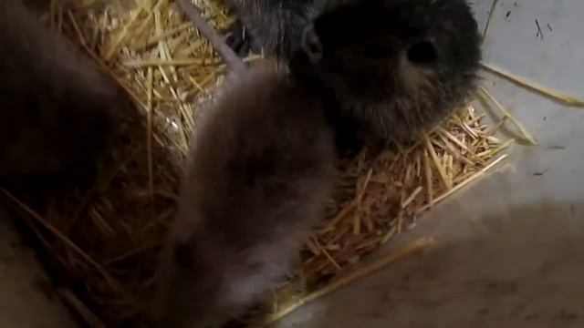 За этими малышами можно смотреть целый день. смотреть онлайн