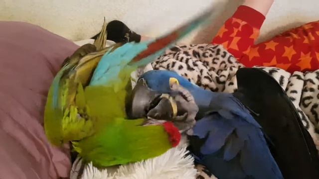 Любимы валяния в кровати!Гиацинтовый Ара и Солтатский Ага бесятся! смотреть онлайн