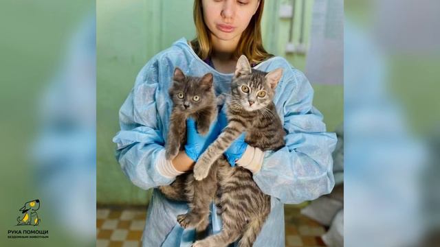 Мун в поисках счастья! Путь к нему долг и тернист. Поддержать 🔽 смотреть онлайн