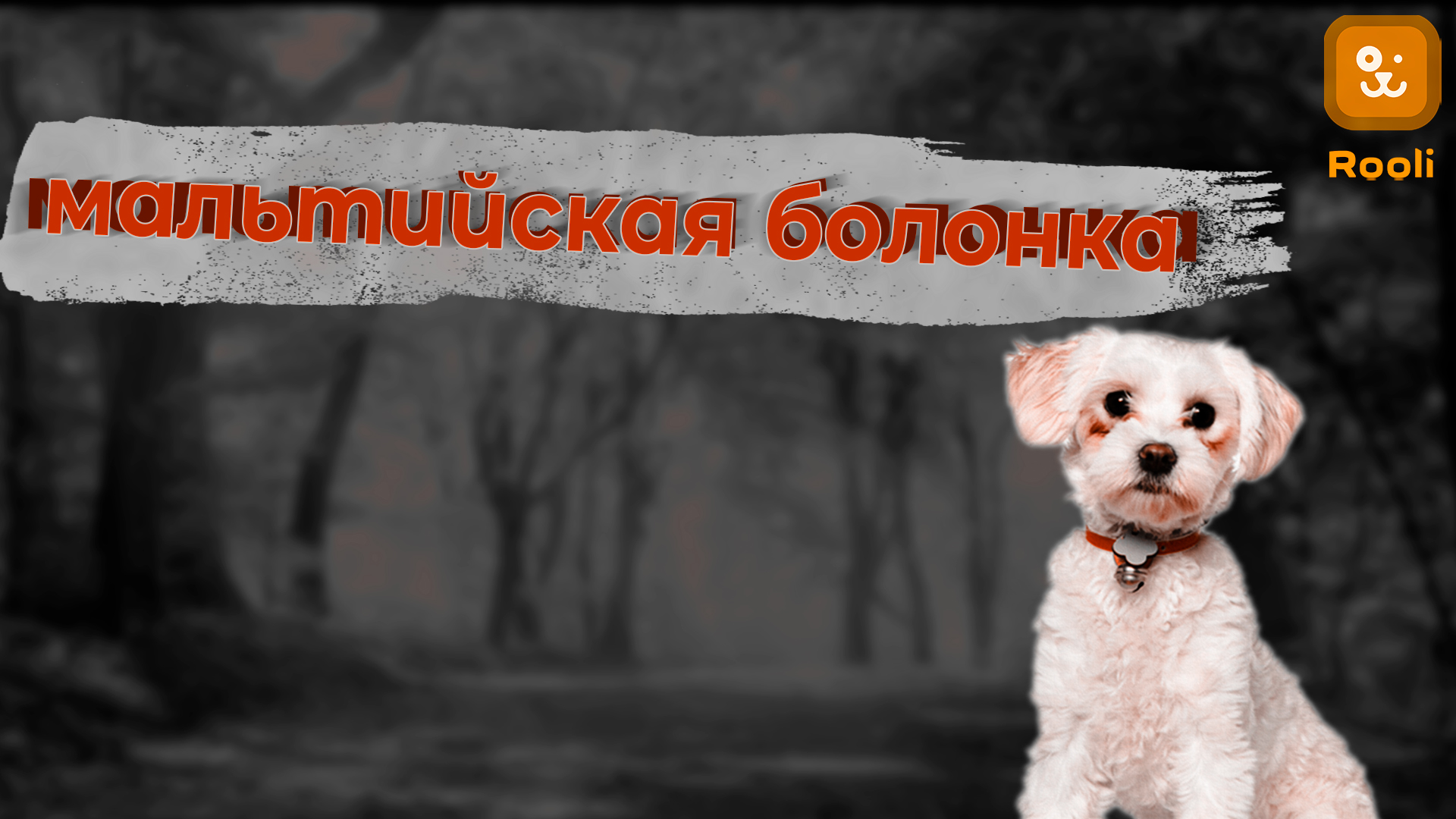 Мальтийская болонка: Маленькая собачка с огромным характером смотреть онлайн