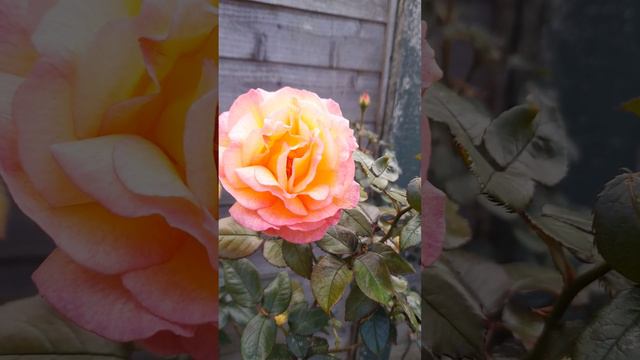 Rose Sheila's Perfume Beautiful Blooms In November смотреть онлайн