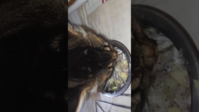 Завтрак кота, д-468 Картофель отварной, мойва отварная смотреть онлайн