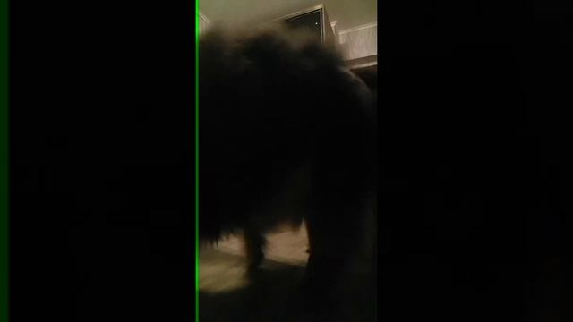 Как научить щенка шпица команде сидеть смотреть онлайн