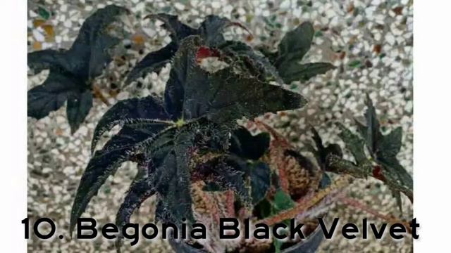 JENIS DAN MANFAAT TANAMAN HIAS BEGONIA смотреть онлайн