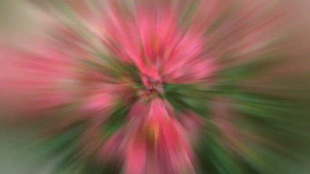 ДИАСЦИЯ (DIASCIA) смотреть онлайн