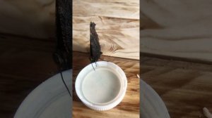 Как питается бабочка? Бабочка пьёт медовую воду