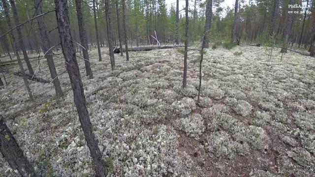 Белые грибы. Первая волна. Таежный лес. смотреть онлайн