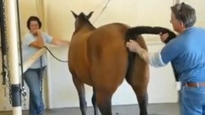 Урок №38  Осеменение кобыл