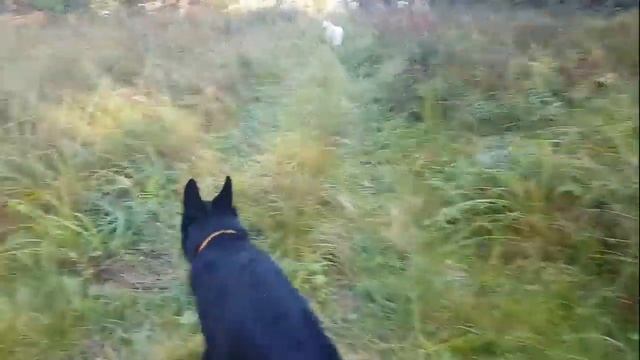 ДТ-42. Важнейшая часть снаряжения! Вопросы безопасности. смотреть онлайн