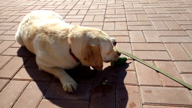 Самая вкусная и полезная мороженка 😊 жара! 27.06.2018 смотреть онлайн