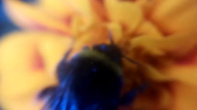 ШМЕЛЬ: Макросъёмка Увеличение 10 раз под микроскопом, видео 2018