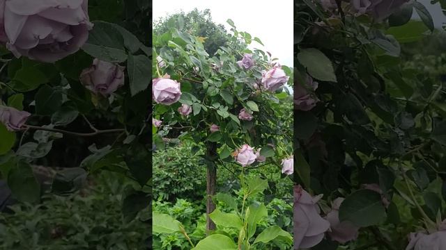 Плетистая роза Индиголетто смотреть онлайн