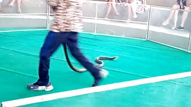 Змеиное шоу. Королевская кобра. Вьетнам. смотреть онлайн