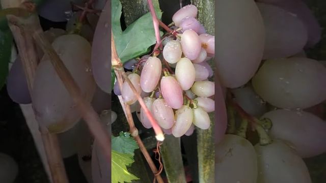 виноград сорт. ПОТОМОК РИЗОМАТА смотреть онлайн