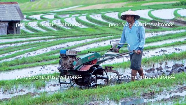 Bali, Indonesia - 11.12.2018: Indonesian in the hat plows the field with big a motor-block смотреть онлайн
