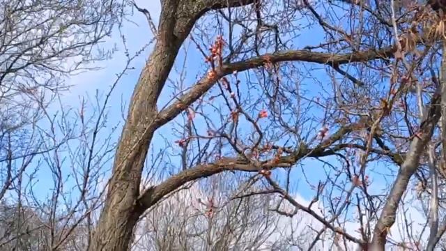 В грунте взошли огурчики. занимаюсь посадками и пересадками. смотреть онлайн