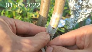 ПРИВИВКА ПЕРСИКА ПОЧКОЙ без древесины / GRAFTING A PEACH WITH A BUD without wood