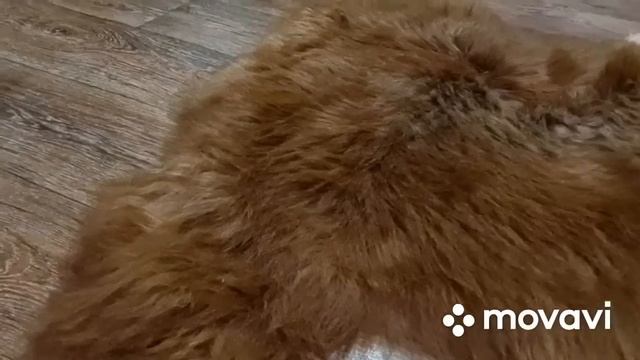 ШКУРА ОВЕЧЬЯ НА ПОЛ РЫЖЕГО ОКРАСА (КОД: 4451) смотреть онлайн
