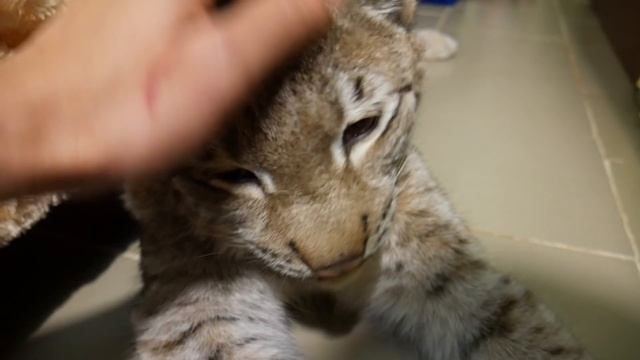 Кошка очень громко урчит !) смотреть онлайн