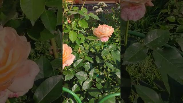 Роза Карамель Антик смотреть онлайн