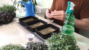 Посадка микрозелени Кресс-салат, Рапс, Кольраби дома, 4-й Выпуск Santa Green