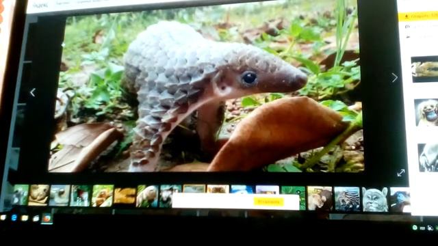 Странные животные мира смотреть онлайн