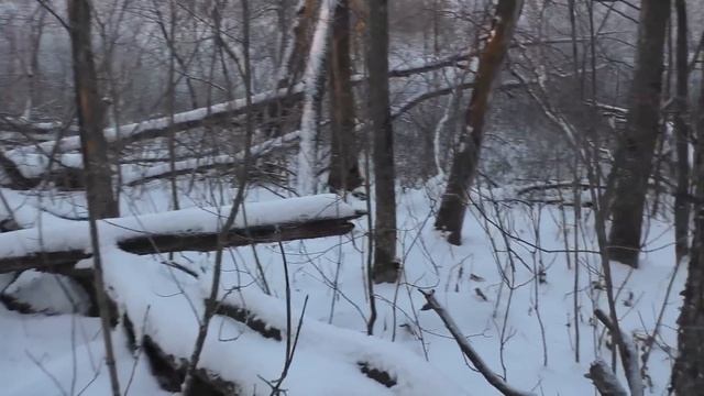 ГРИБНИК В ДЕКАБРЕ ПОШЁЛ В ЛЕС И НАБРАЛ ГРИБОВ! смотреть онлайн