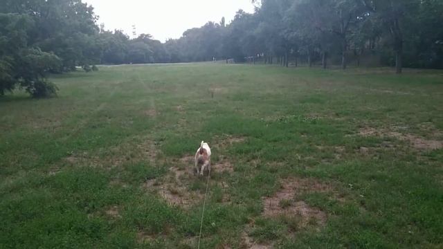 Jack Russel Terrier | Parson Russel Terrier |Парсон Рассел терьер | Джек Рассел терьер смотреть онлайн