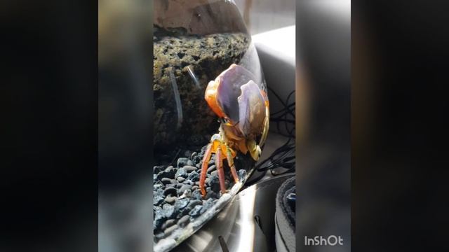 линька радужного краба смотреть онлайн