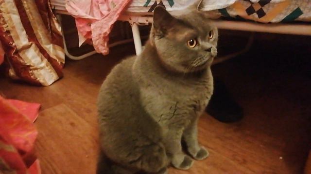 Шотландский кот