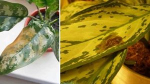 Проблемы выращивания Аглаонемы!