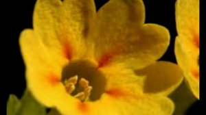 Лазарев-криворожский авторская песня ПЕРВОЦВЕТ