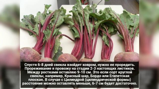Как вырастить крупную свеклу. Сажаю свеклу по дедовскому методу. смотреть онлайн