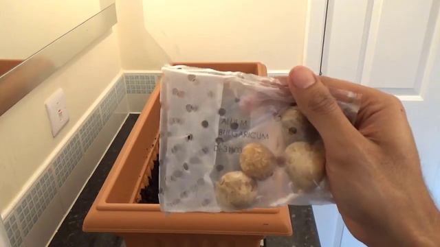 Unboxing and planting Allium bulbs FIRST TIME EXPERIMENT! смотреть онлайн